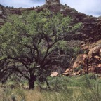 1993UT0130.jpg