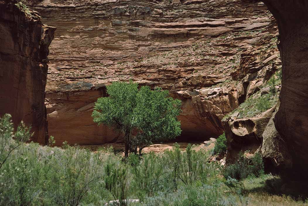 1993UT0131 ©Tim Medley - Cottonwood, Harts Draw, UT