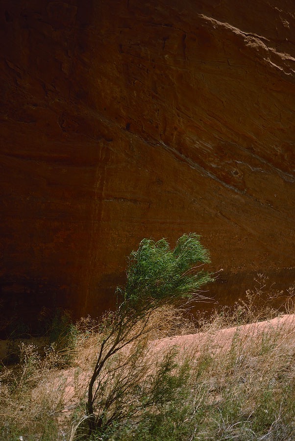 1993UT0132 ©Tim Medley - Tamarisk, Harts Draw, UT
