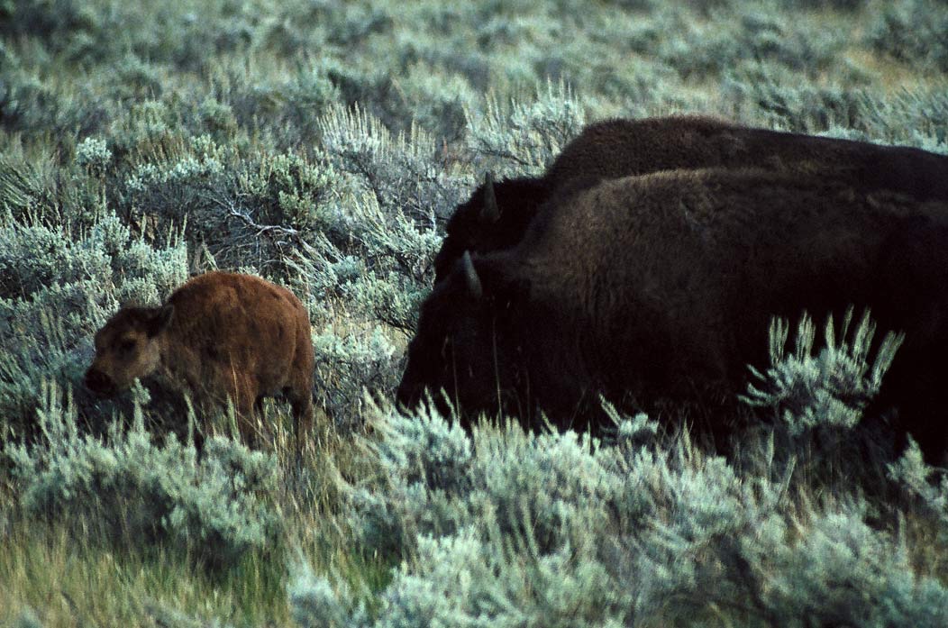 1987103B33 ©Tim Medley - Bison, Yellowstone National Park, WY