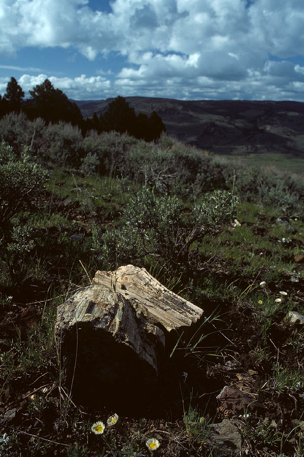 198704730 ©Tim Medley - Petrified Wood, Yellowstone National Park, WY