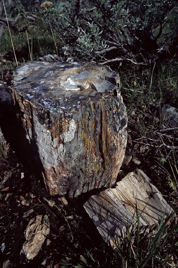 198704733 ©Tim Medley - Petrified Wood, Yellowstone National Park, WY