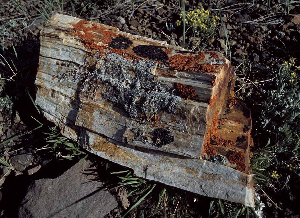 198704802 ©Tim Medley - Petrified Wood, Yellowstone National Park, WY