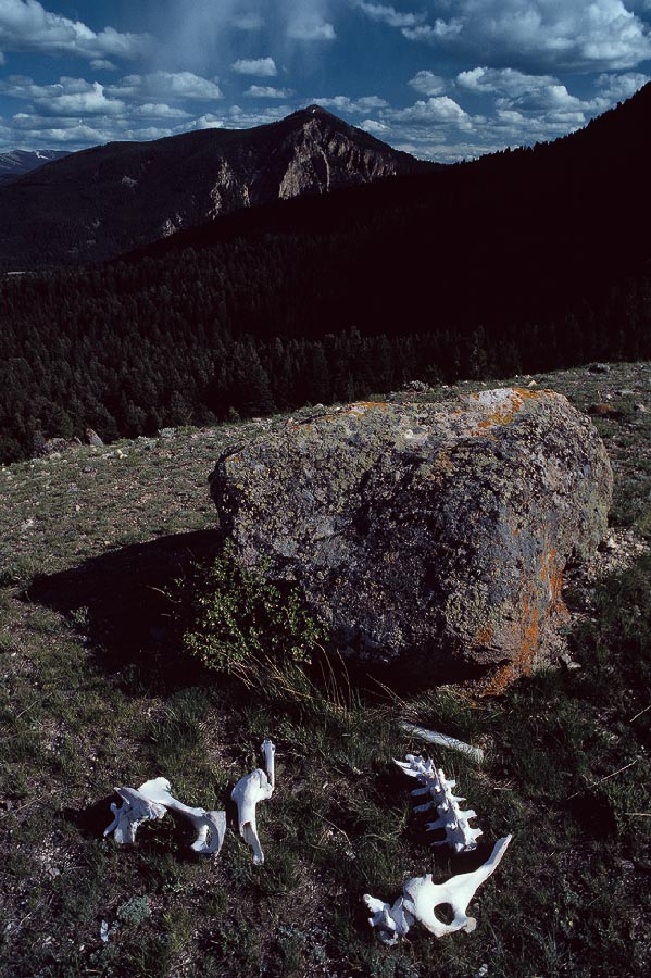 198704901 ©Tim Medley - Skeleton, Bunsen Peak, Yellowstone National Park, WY