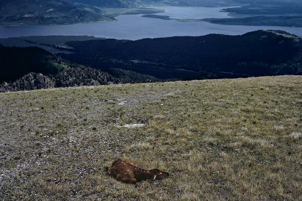 198705234 ©Tim Medley - Elk Calf, Coffin Mountain, Gallatin National Foest, MT