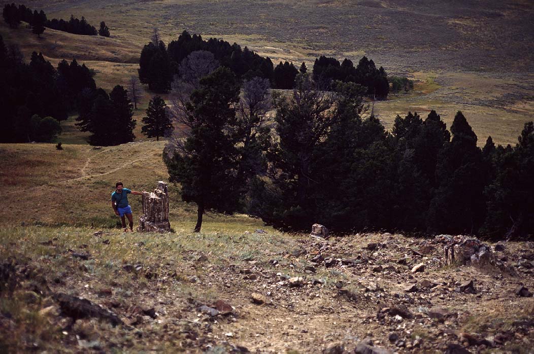 198708026 ©Tim Medley - Petrified Wood, Yellowstone National Park, WY