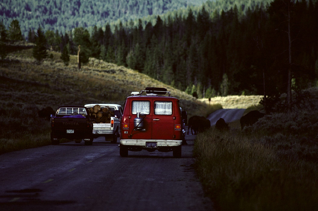 198708125 ©Tim Medley - Traffic Jam, Lamar Valley, Yellowstone National Park, WY