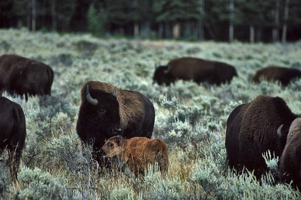 1987103B34 ©Tim Medley - Bison and Calf, Yellowstone National Park, WY